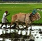 travailleur agriculture - Solutions locales pour un désordre global 