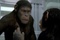 cesar-le-singe-jpg