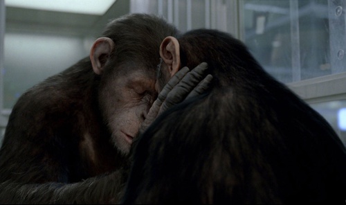 un-calin-de-singe-jpg