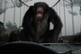 un-chimpanze-jpg