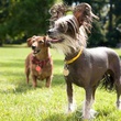 deux chiens