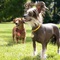 deux chiens - Marmaduke 