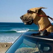 marmaduke a la plage
