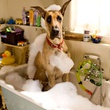 marmaduke dans le bain
