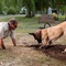 marmaduke lors du tournage - Marmaduke 