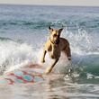 marmaduke surfant