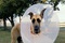 marmaduke