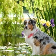 un chien