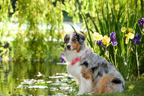 un chien