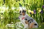un chien