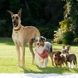 une   quipe de chien