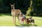 une   quipe de chien