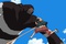 luffy-en-plein-combat-jpg