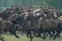 bataille-dans-cheval-de-guerre-jpg