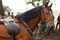 cheval-dans-cheval-de-guerre-jpg