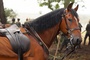 cheval-dans-cheval-de-guerre-jpg