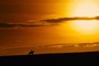 cheval-de-guerre-au-crepuscule-jpg