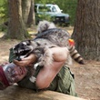 brendan fraser attaqu   par un raton laveur