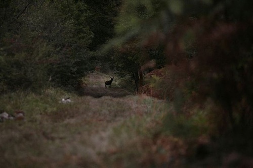 un cerf dans la foret