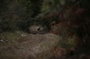 un cerf dans la foret