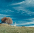 photo du film au fond des bois