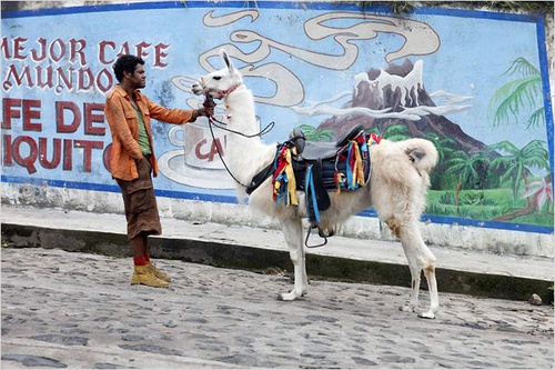 jamel-debbouze-et-un-lama-jpg