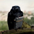 photo 8 du film we are four lions