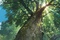 le soleil derriere l arbre