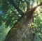 le soleil derriere l arbre - Arrietty, le petit monde des chapardeurs 