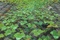 minuscule arrietty