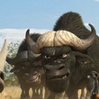 des bufles et un chien de prairie