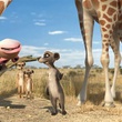 giraffe chien de prairie et lion