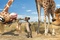 giraffe chien de prairie et lion