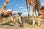 giraffe chien de prairie et lion