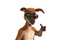 un kangourou aux lunettes 3D