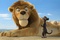 un lion et un chien de prairie
