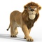 un lion - Animaux et cie 