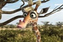 une belle girafe