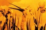photo 5 du film les fables de Starewitch