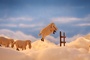 les moutons