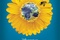 Affiche du film Pollen 