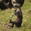 photo 10 du film bonobos