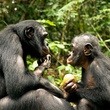 photo 7 du film bonobos