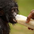 photo 8 du film bonobos