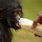 photo 8 du film bonobos - Bonobos  
