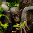 photo du film bonobos