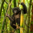 un bonobo