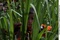 enfant-nature-jpg