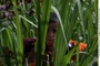 enfant-nature-jpg