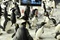 Affiche du film Mr Popper's penguins 